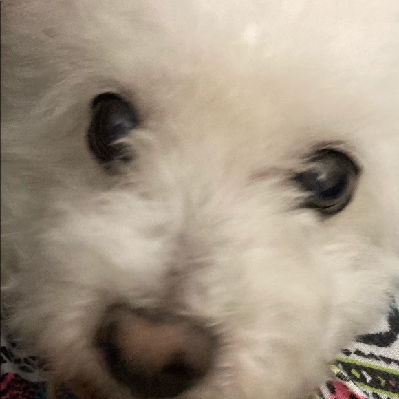 Meet your Posher, B - Picture 1 of 1